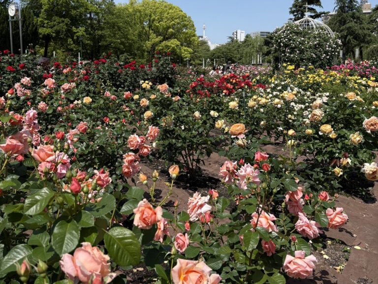 鶴舞公園でRoseFestival・花菖蒲まつり2026開催！見どころとイベント情報